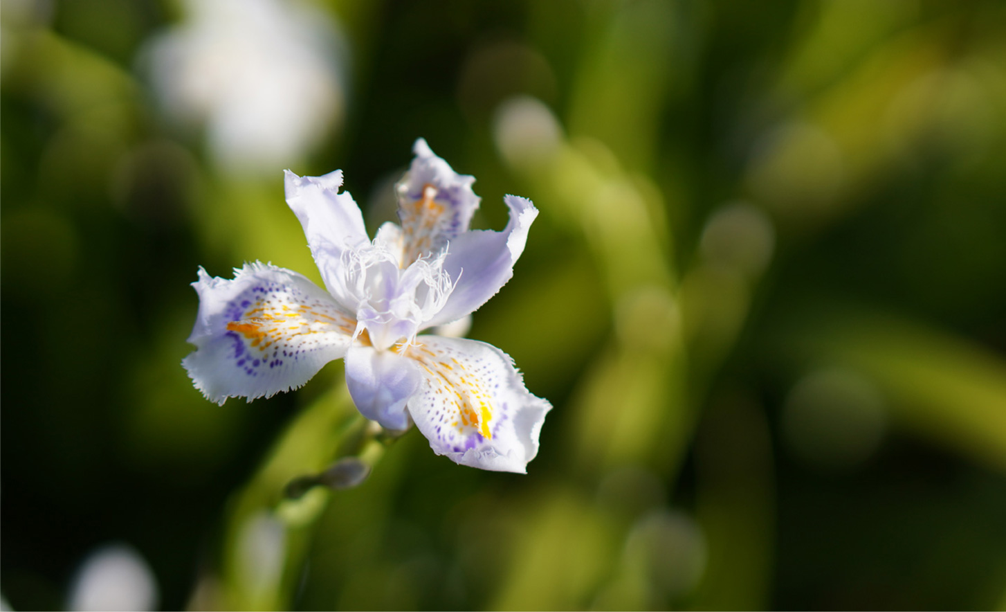 Imagen de muestra de la ZV-E10 con una lente de distancia focal fija